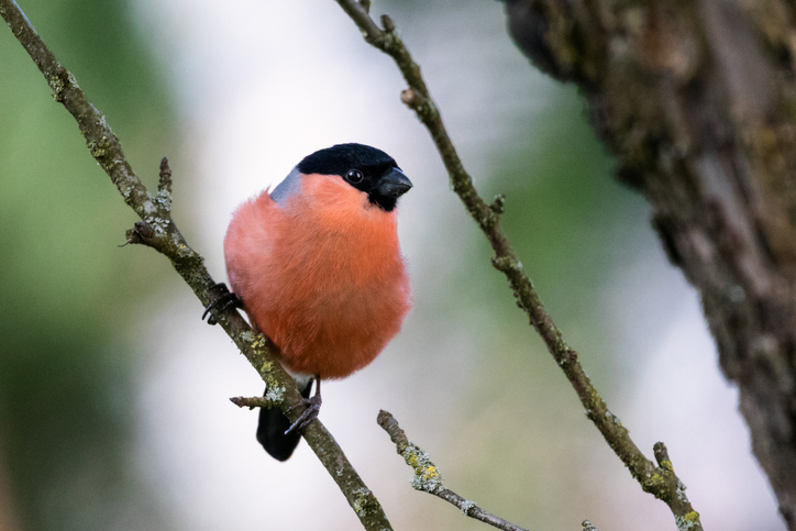 Country diary: bullfinches and their passion for cherry buds | Birds | The  Guardian