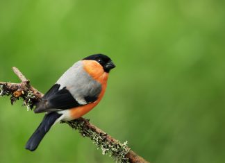 Top 10 Facts About Bullfinches