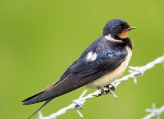 Helping Birds Prepare for Migration