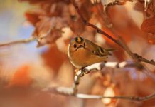 The UK’s Autumn Arrivals