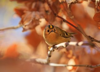 The UK’s Autumn Arrivals