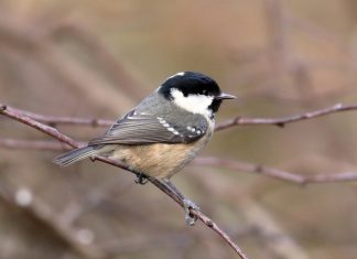 TOP 10 FACTS ABOUT COAL TITS