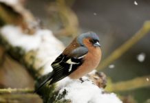 15 Garden Birds To Spot This Winter