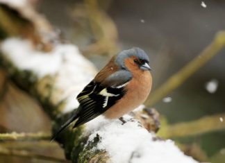 15 Garden Birds To Spot This Winter