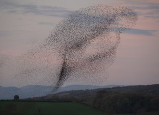 Starling Murmurations