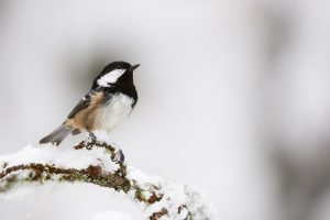 15 Garden Birds To Spot This Winter - Happy Beaks Blog