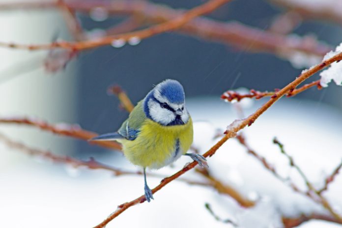 15 Garden Birds To Spot This Winter - Happy Beaks Blog