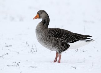 The Birds of The Twelve Days of Christmas