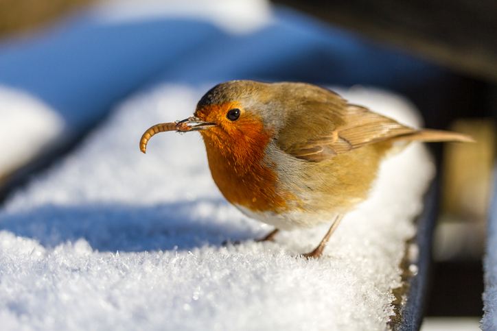 Ivel Valley Wild Bird Food  10 Fun Facts About Robins - Ivel