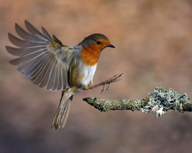 Robin Red Breast Bird Facts