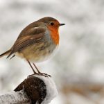 winter-robin-top-facts