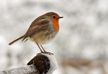 Ivel Valley Wild Bird Food  10 Fun Facts About Robins - Ivel