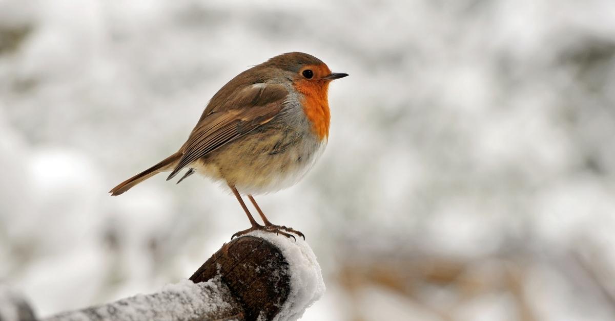 Robin Red Breast Bird Facts