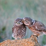 The little owl (Athene noctua) with his chick standing on a stone