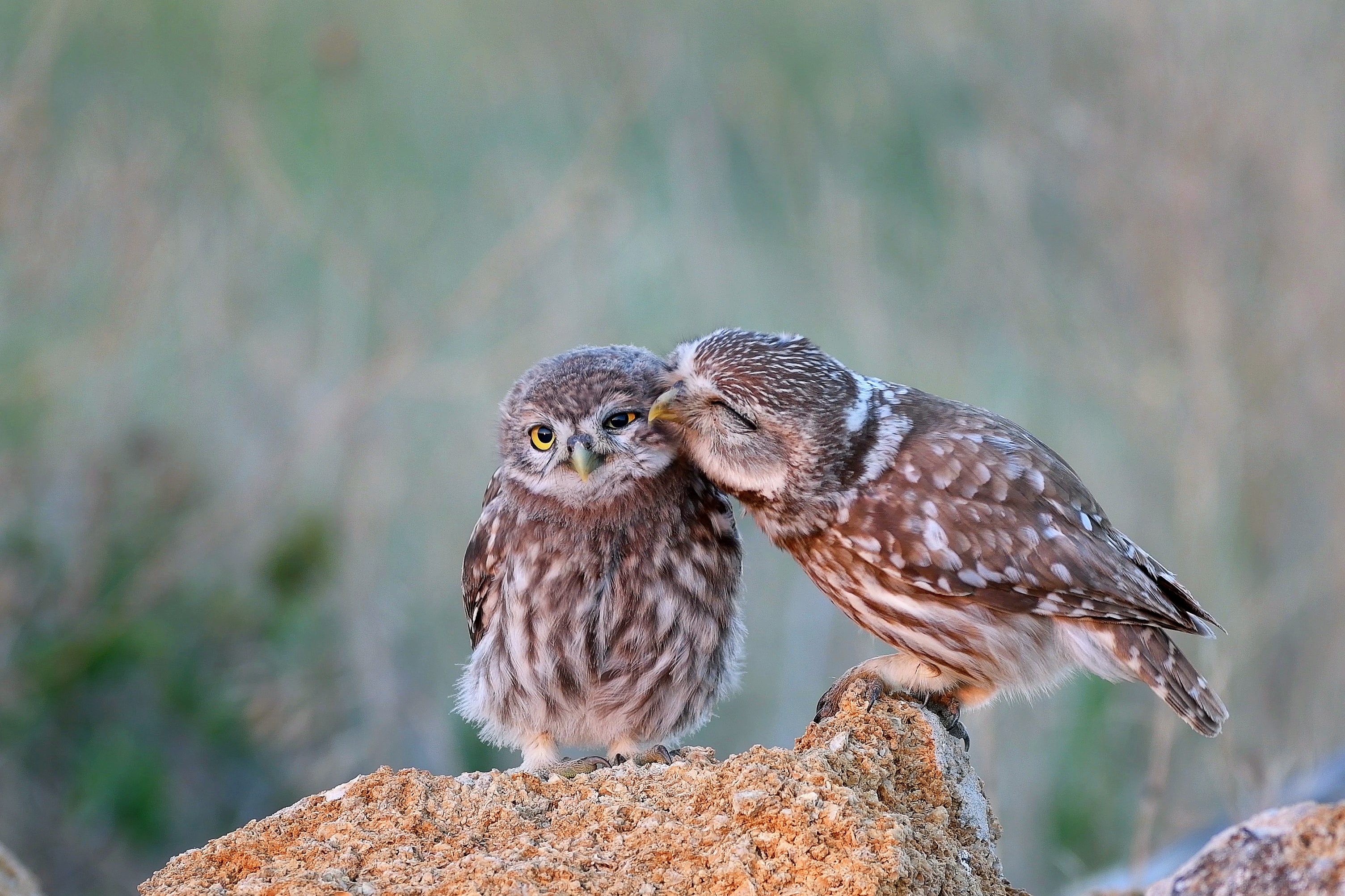 The little owl (Athene noctua) with his chick standing on a stone.