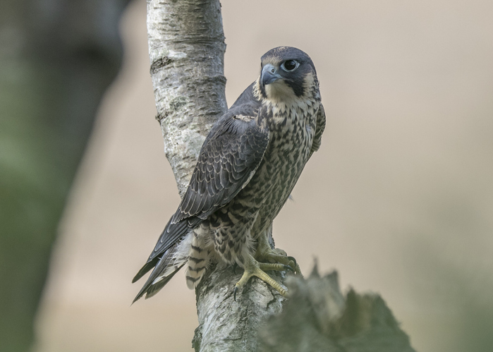 The UK's Birds of Prey - Happy Beaks Blog