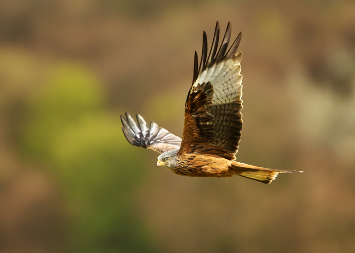 Britain's largest bird of prey the white-tailed eagle set to