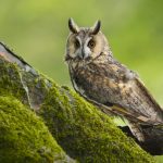 Long Eared Owl (asio otus)