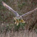 Eurasian Eagle Owl (Bubo bubo) in natural environment