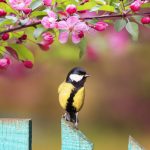 natural background with a beautiful tit bird sitting on a wooden fence in a rustic garden surrounded by apple flowers on a sunny spring day