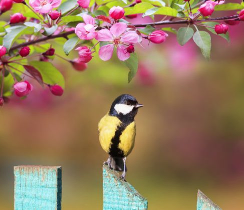 Preparing Your Garden for Spring Wildlife - Happy Beaks Blog