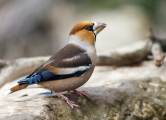 The UK's Birds of Prey - Happy Beaks Blog