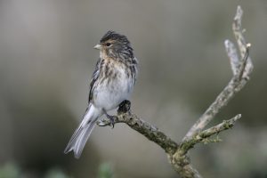 British Finches - An Identification Guide - Happy Beaks Blog