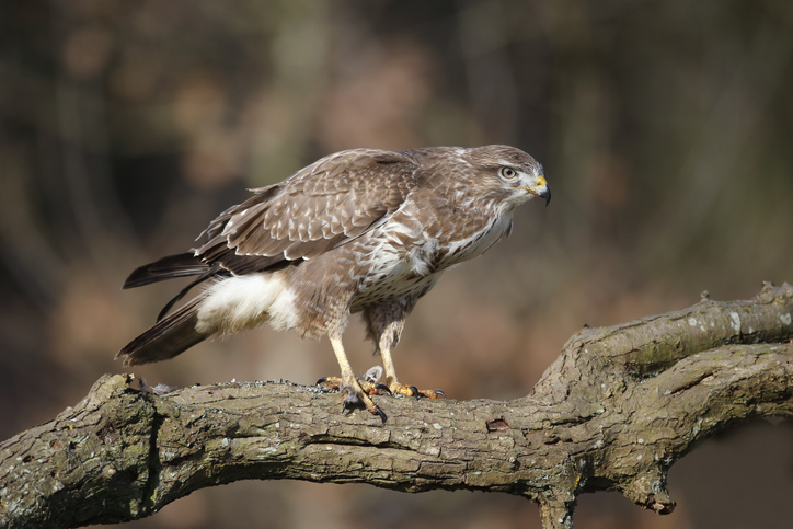 7 of the best places to spot birds of prey in the UK