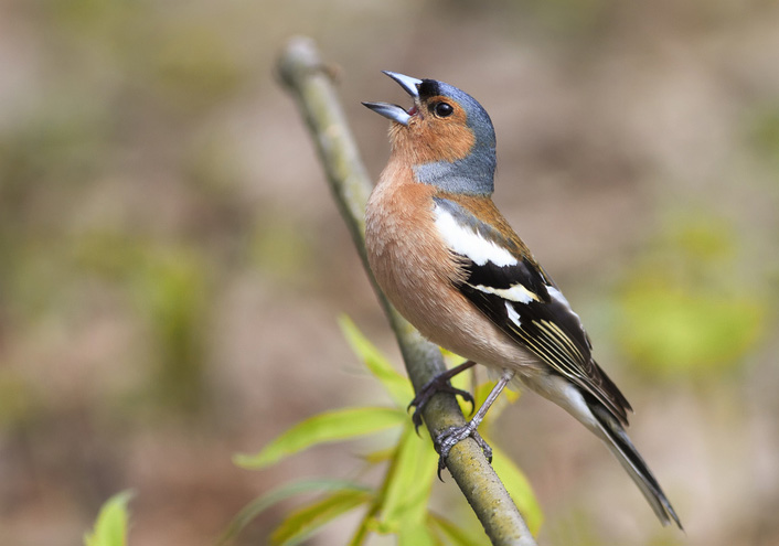 Big Garden Birdwatch ID guide, round 1: Tits and finches