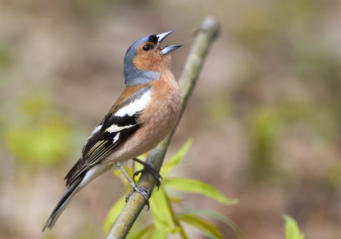 British Finches - An Identification Guide - Happy Beaks Blog