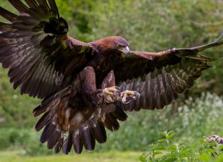The UK’s Birds of Prey