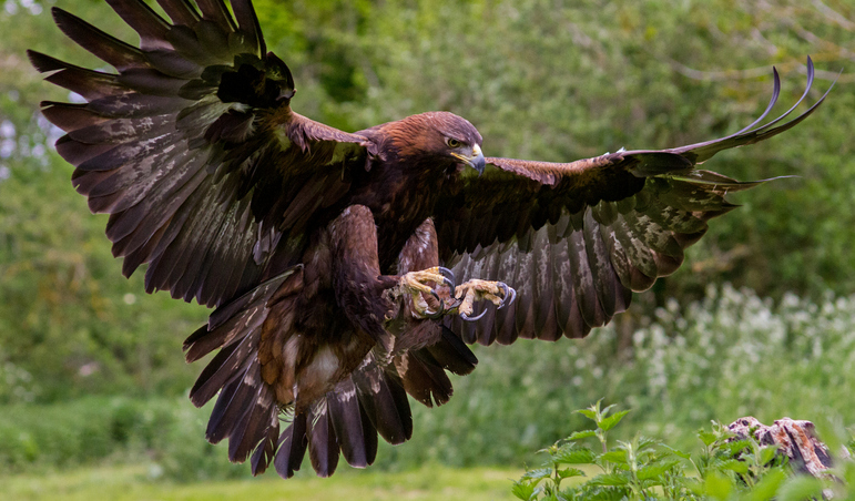 A guide to British birds of prey