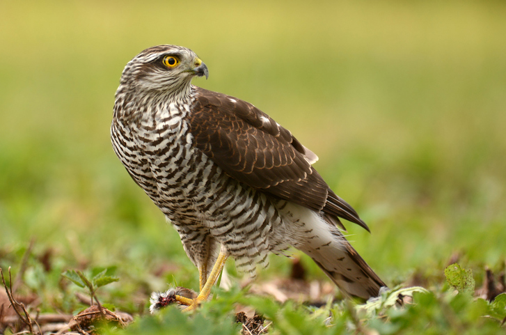 12 British Birds Of Prey To Spot In The Wild