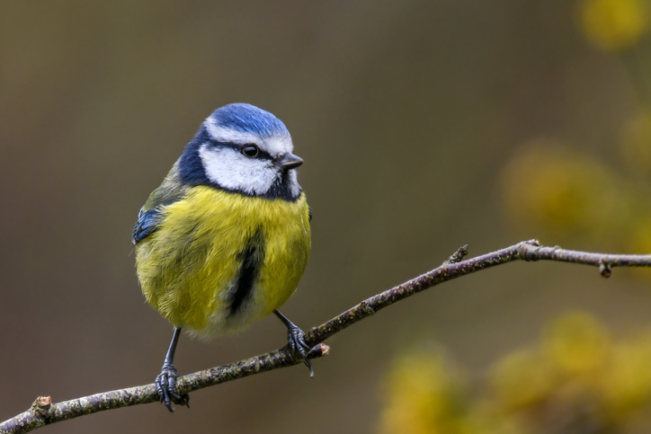 Big Garden Birdwatch ID guide, round 1: Tits and finches