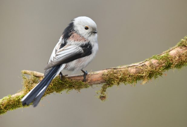 Big Garden Bird Watch - Quick Identification Guide - Happy Beaks Blog