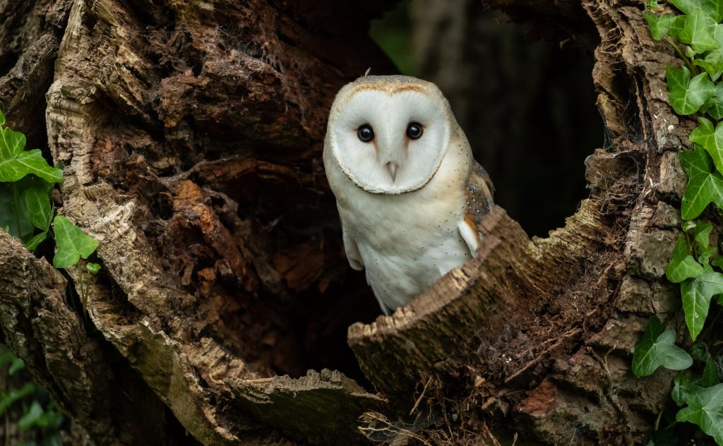 Seven owls you can see in Britain - Happy Beaks Blog