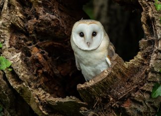 Seven owls you can see in Britain Barn owl in hollow tree