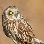 owl-3536844_1920 short-eared