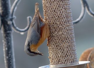 Home Happy Beaks Blog