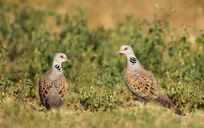 Love Is In The Air - Birds That Mate For Life - Happy Beaks Blog