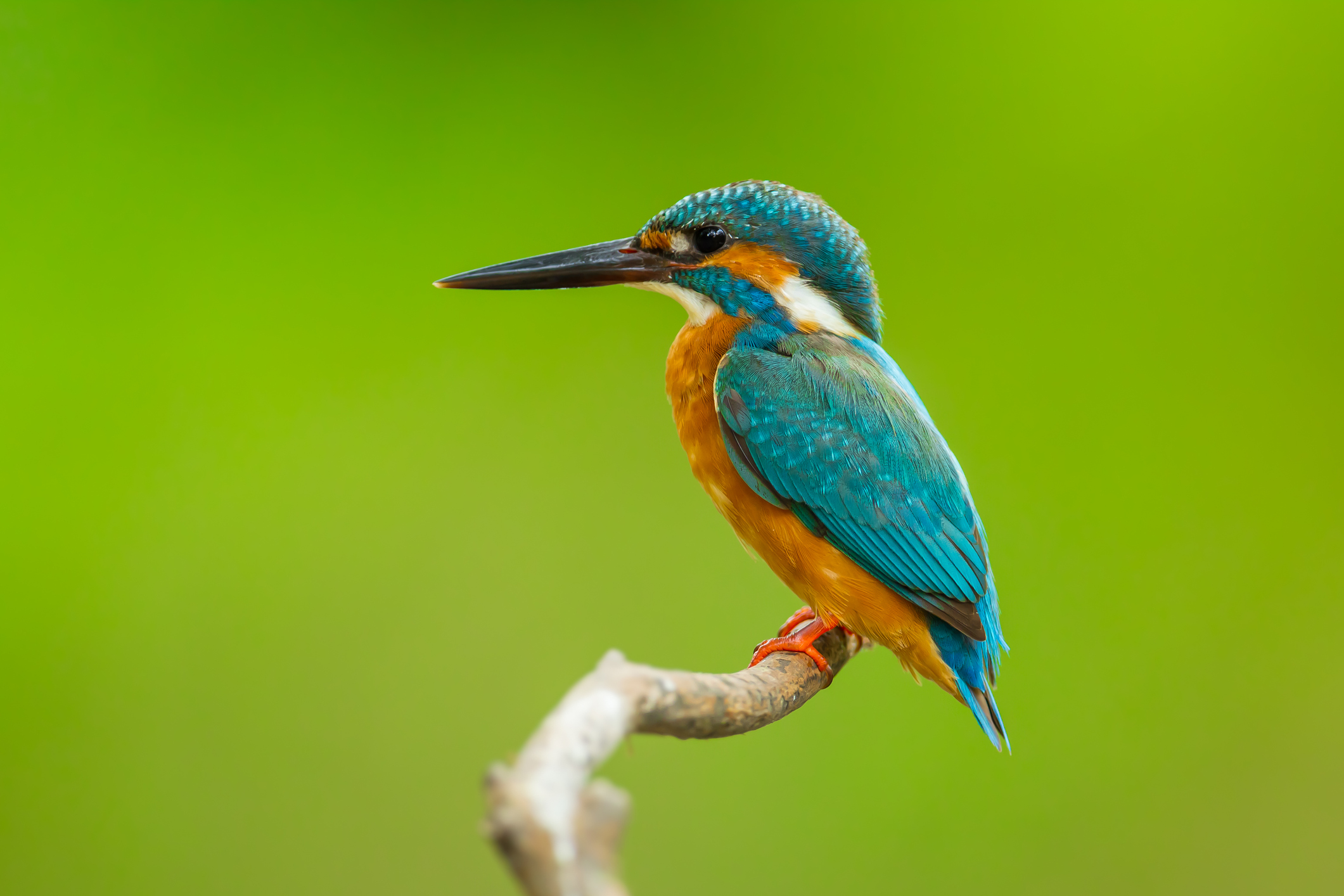 Close up of Common kingfisher