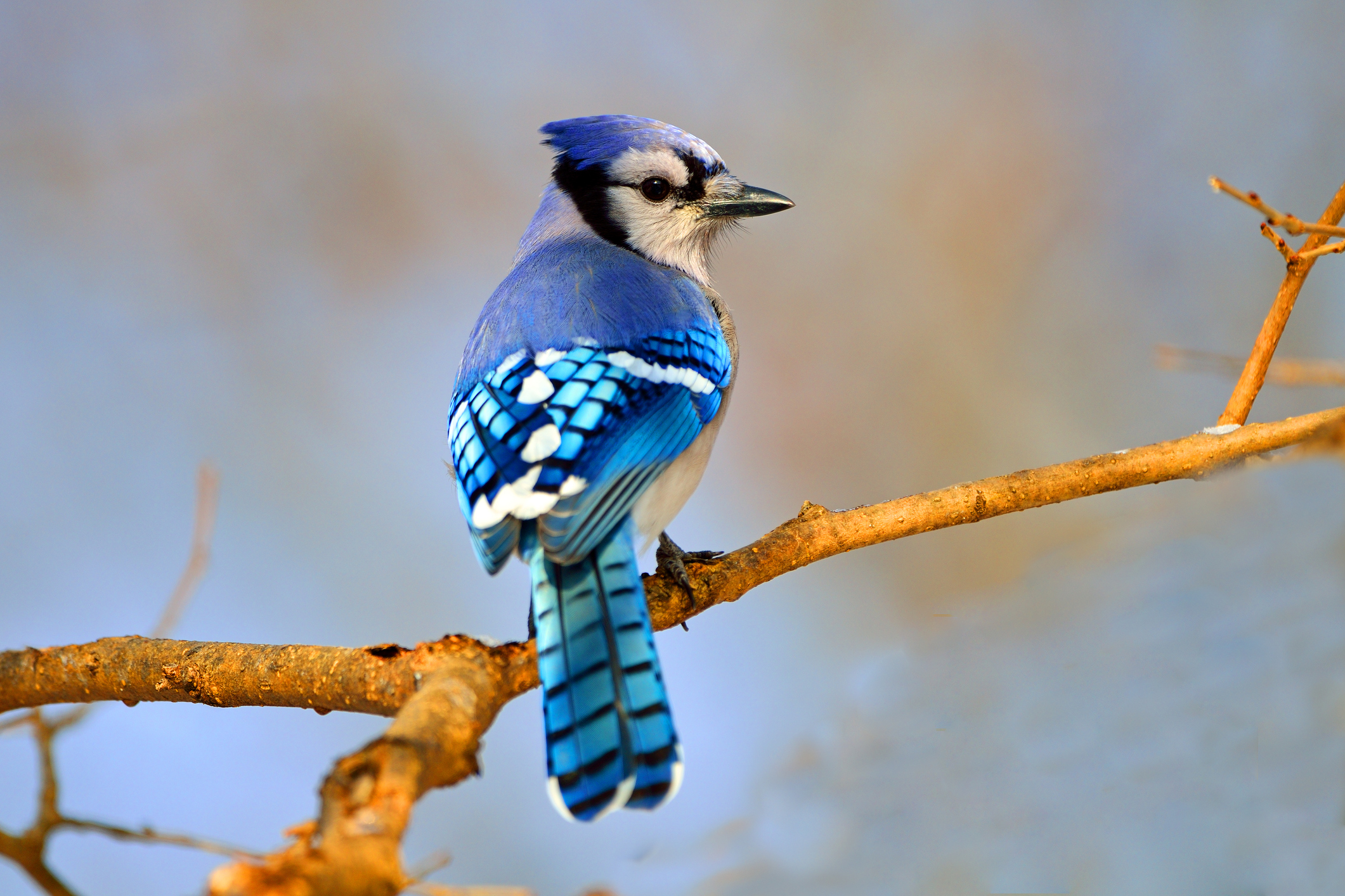 Blue Jay sitting on a Tree Branch
