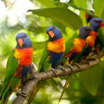 Rainbow Lorikeets perched on a branch