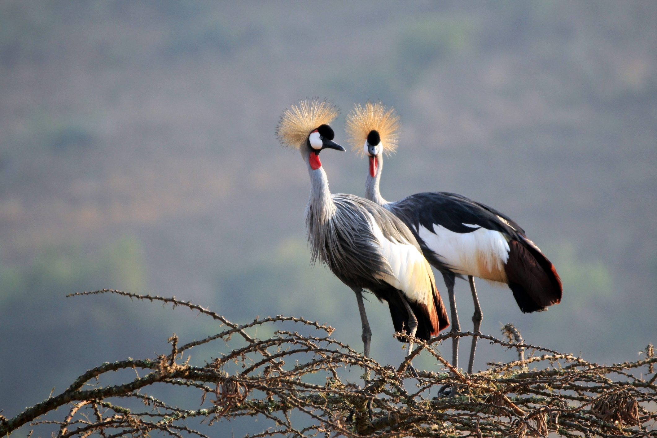 Crowned Crane Couple