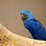 Anodorhynchus leari – Lears macaw