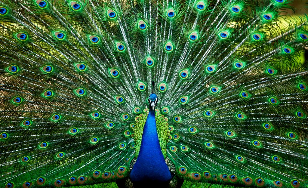 Blue Peacock Happy Beaks Blog