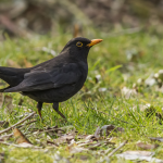 Ground feeding blackbird