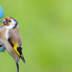 Goldfinch on a niger seed feeder