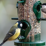 Coal tit and great tit on a seed feeder
