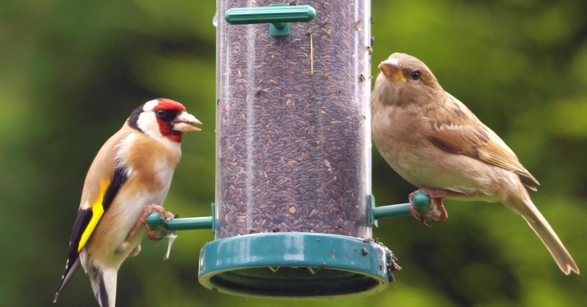 A goldfinch and a greenfinch share a niger seed feeder